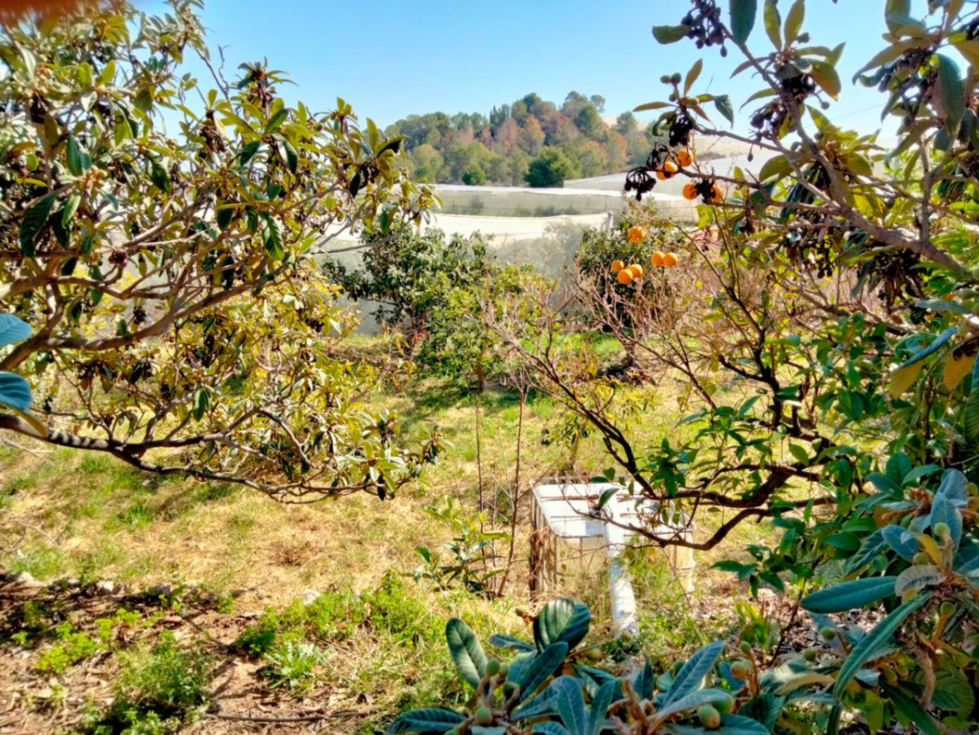 Finca à la vente à -